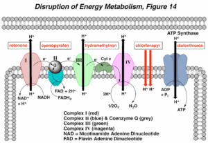 Energy and Metabolism